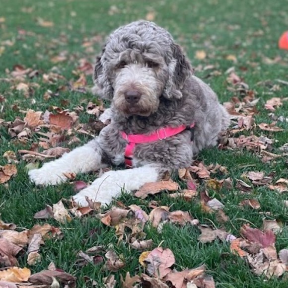 Meet your Posher, Sarah - Picture 1 of 1